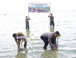 Bibit Mangrove Tanam di Pesisir Pantai Dato