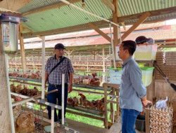 Pengembangan Telur Ayam, Perumda Majene Pelajari Sistem
